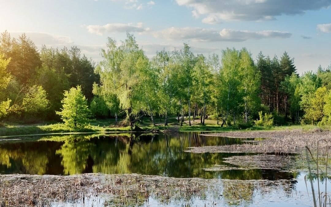 lake with trees