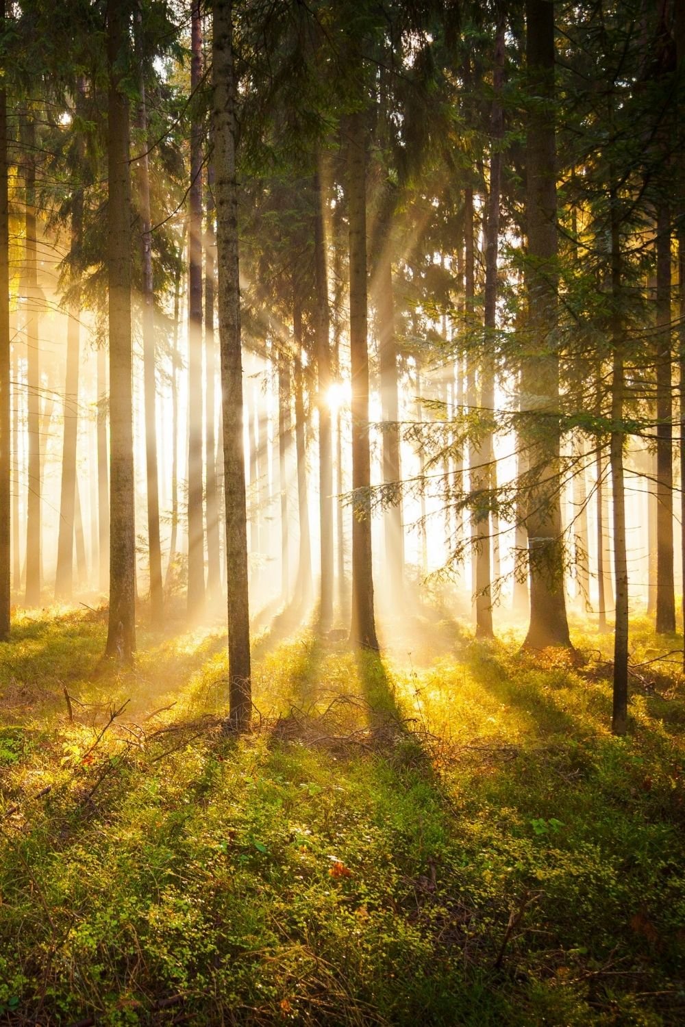 5 paths trees