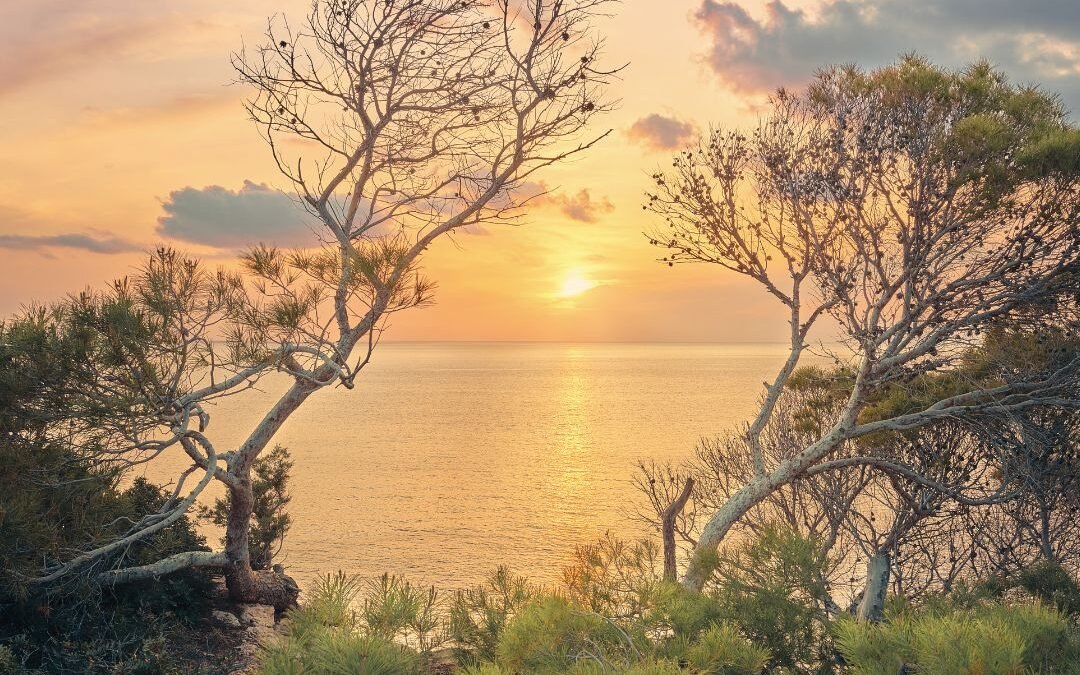 sun and water through trees