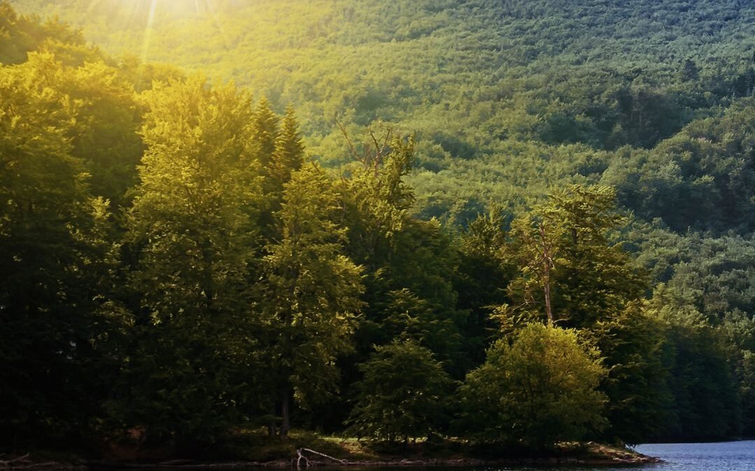 sun over trees and lake
