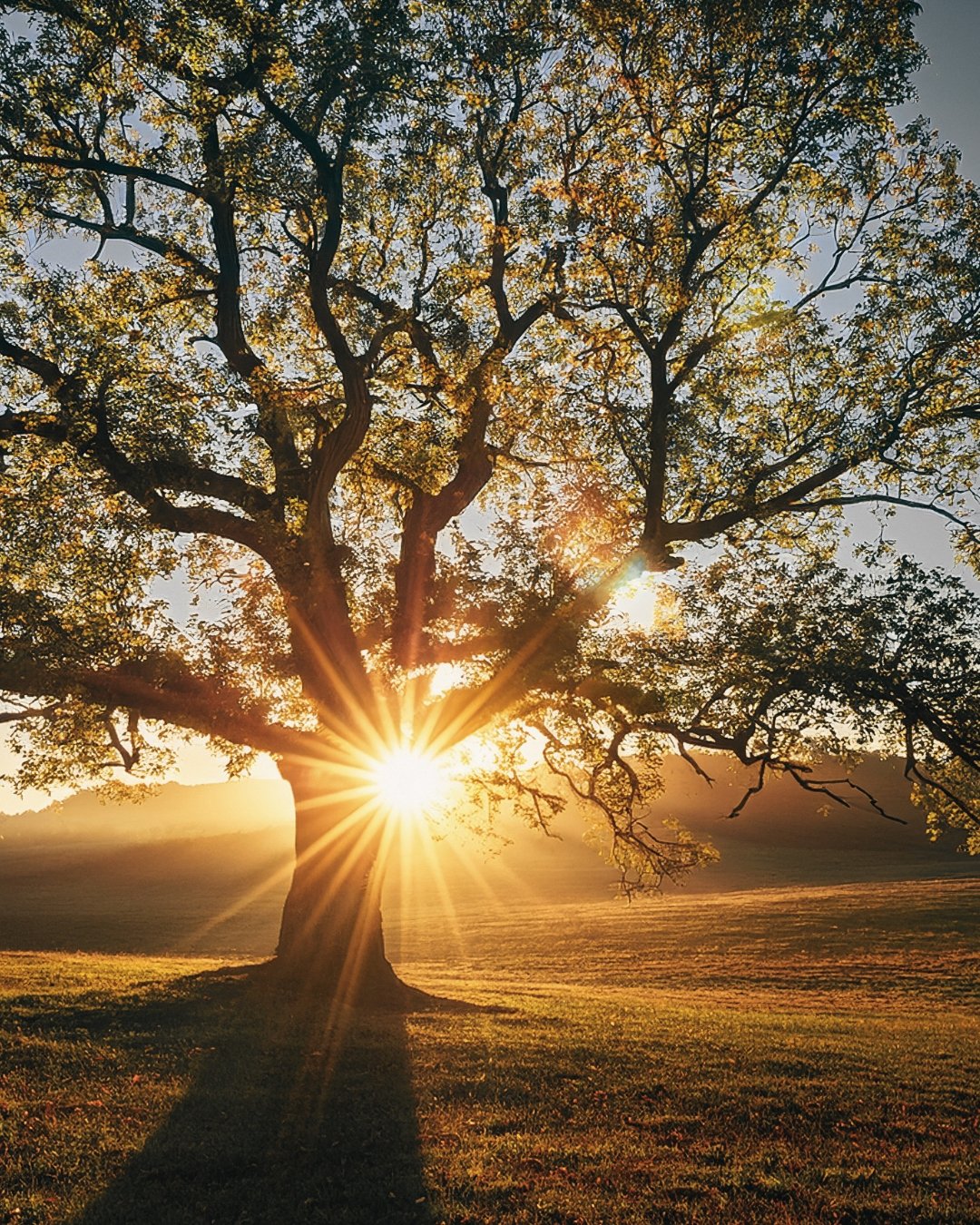 tree with sun