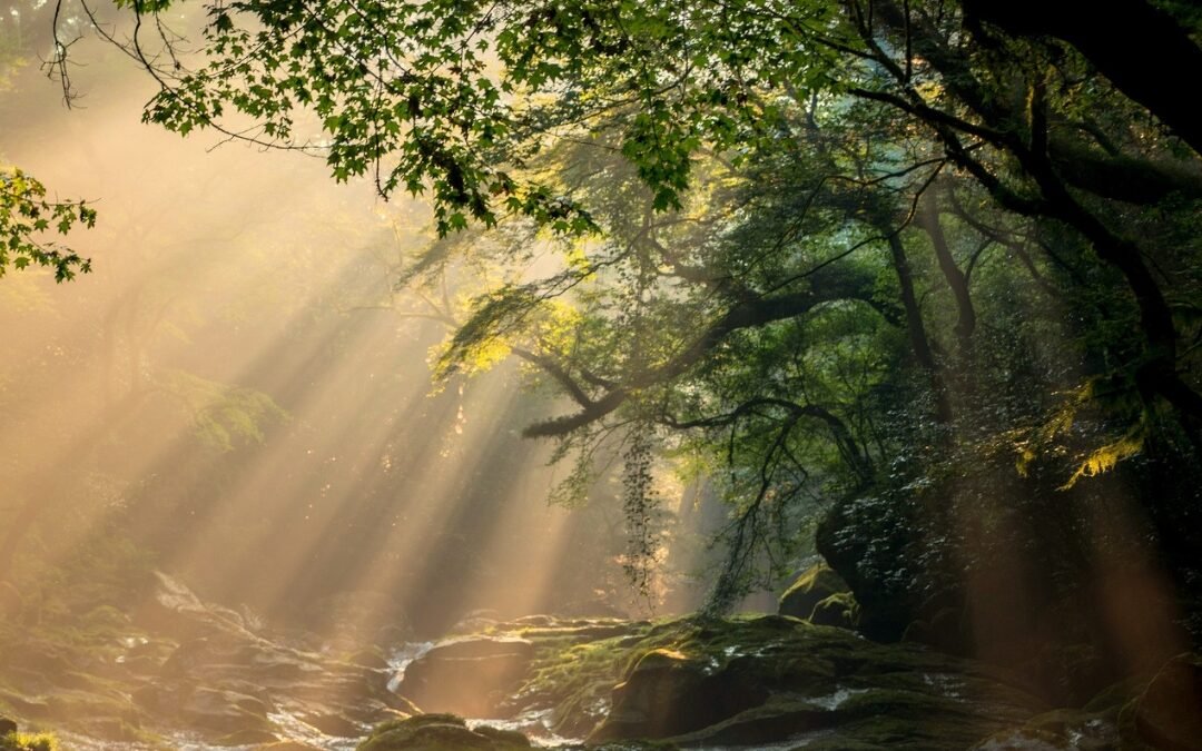 sun through tree over stream