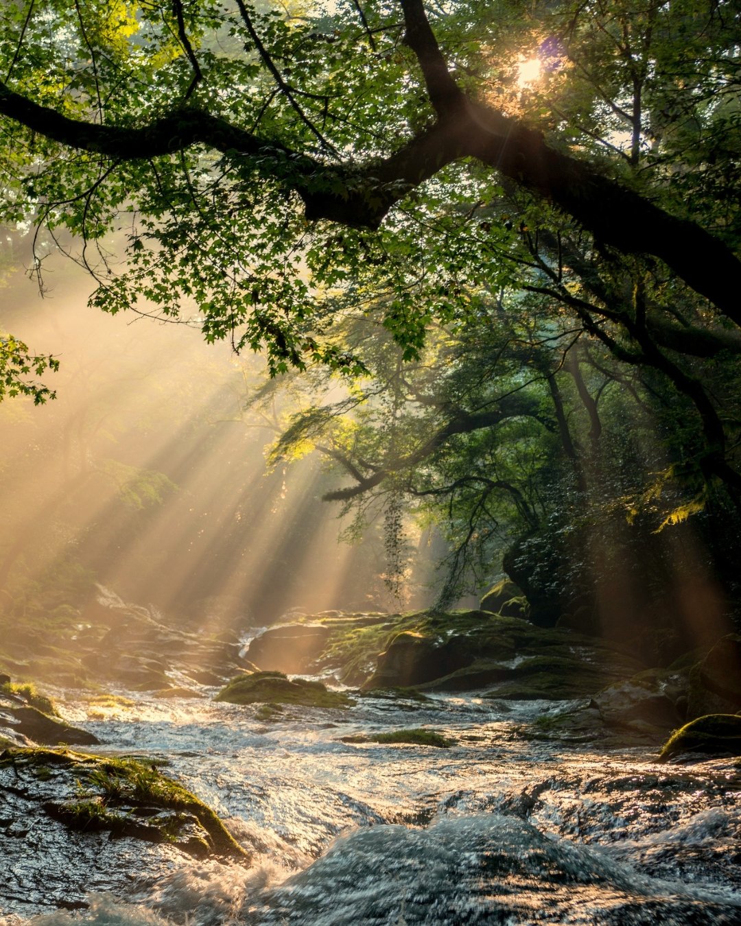 sun through tree over stream